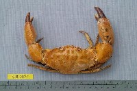 藏品(哈氏肉哲蟹)的圖片